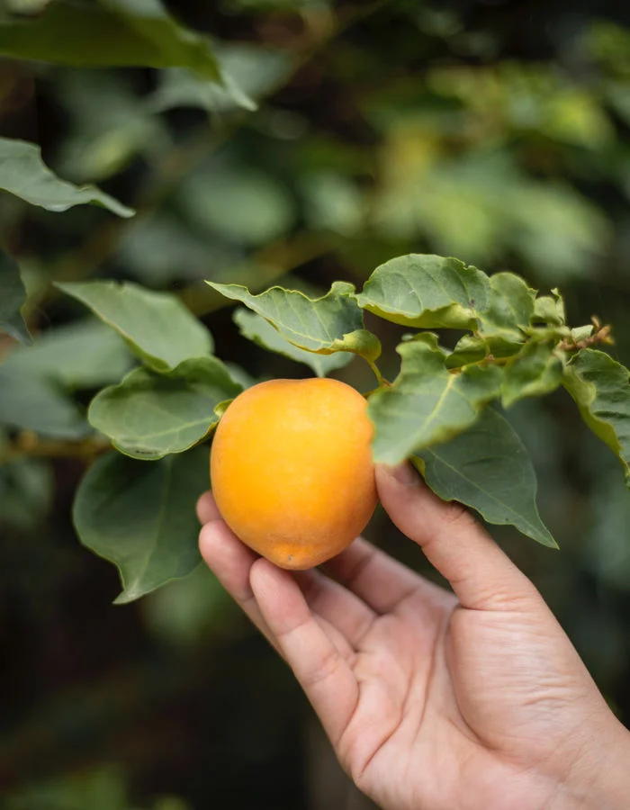 Hand picking a mandarin among green leaves